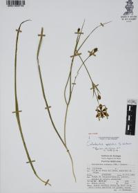 Calochortus spatulatus image